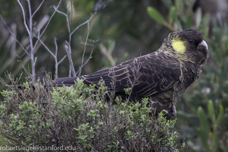 yellow-tailed cockatoo